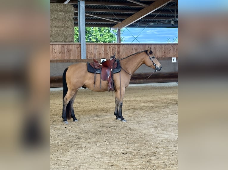American Quarter Horse Wallach 5 Jahre 150 cm Buckskin in Gerstetten