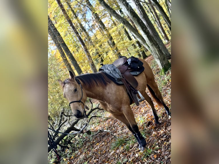 American Quarter Horse Wallach 5 Jahre 150 cm Buckskin in Gerstetten