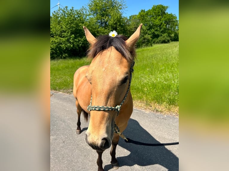 American Quarter Horse Wallach 5 Jahre 150 cm Buckskin in Gerstetten
