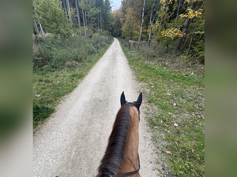 American Quarter Horse Wallach 5 Jahre 150 cm Buckskin in Gerstetten