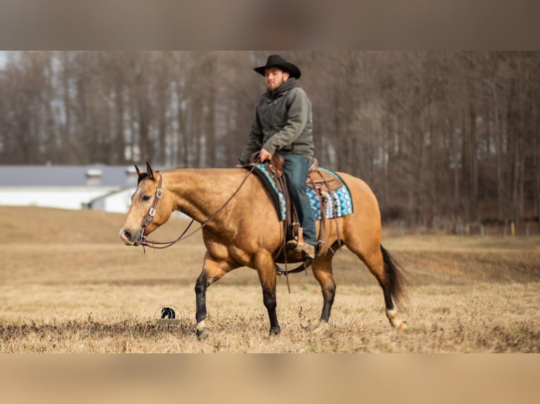 American Quarter Horse Wallach 5 Jahre 150 cm Buckskin in Fredericksburg