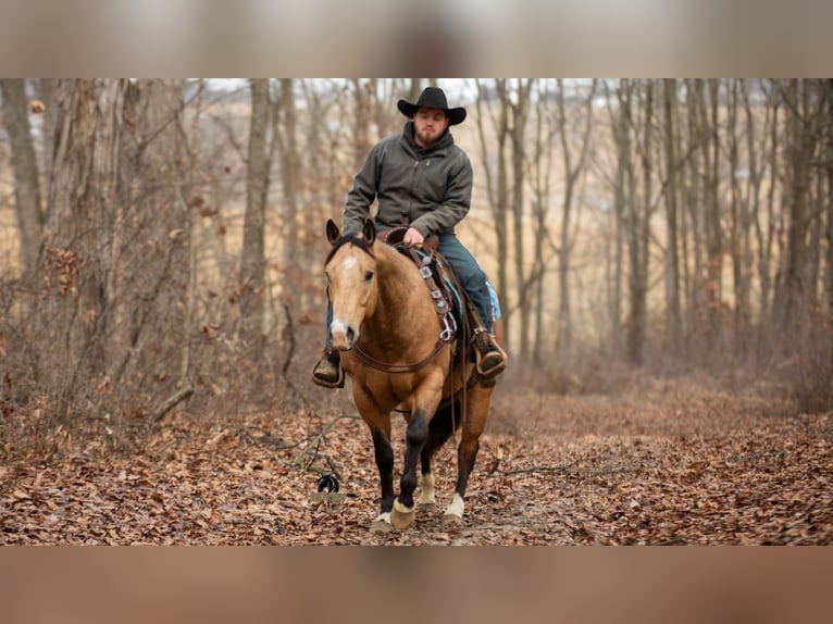 American Quarter Horse Wallach 5 Jahre 150 cm Buckskin in Fredericksburg