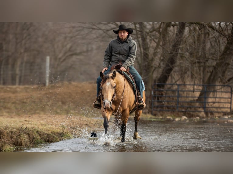 American Quarter Horse Wallach 5 Jahre 150 cm Buckskin in Fredericksburg