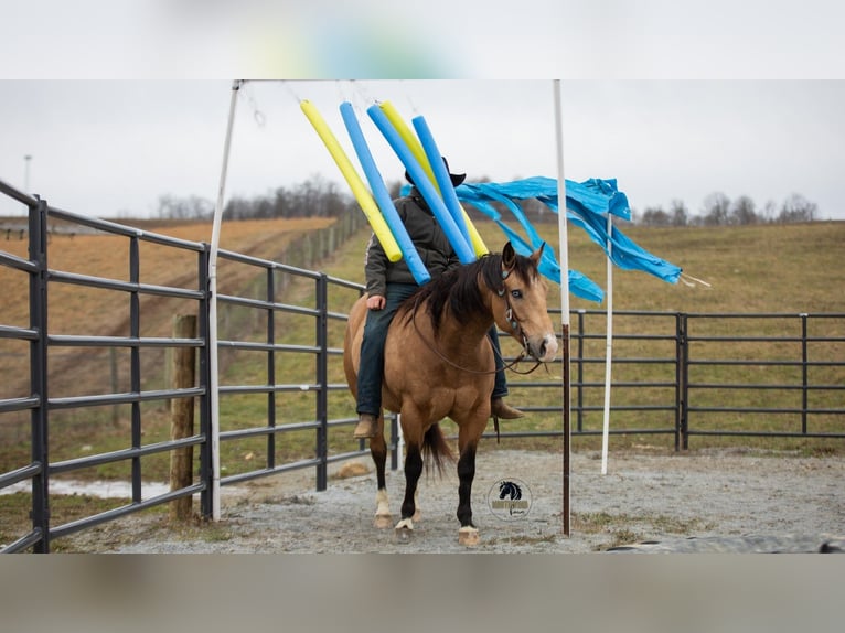 American Quarter Horse Wallach 5 Jahre 150 cm Buckskin in Fredericksburg