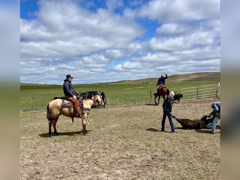 American Quarter Horse Wallach 5 Jahre 150 cm Buckskin in Shelbina