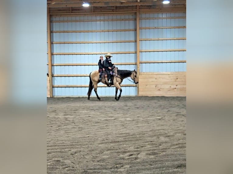 American Quarter Horse Wallach 5 Jahre 150 cm Buckskin in Rebersburg