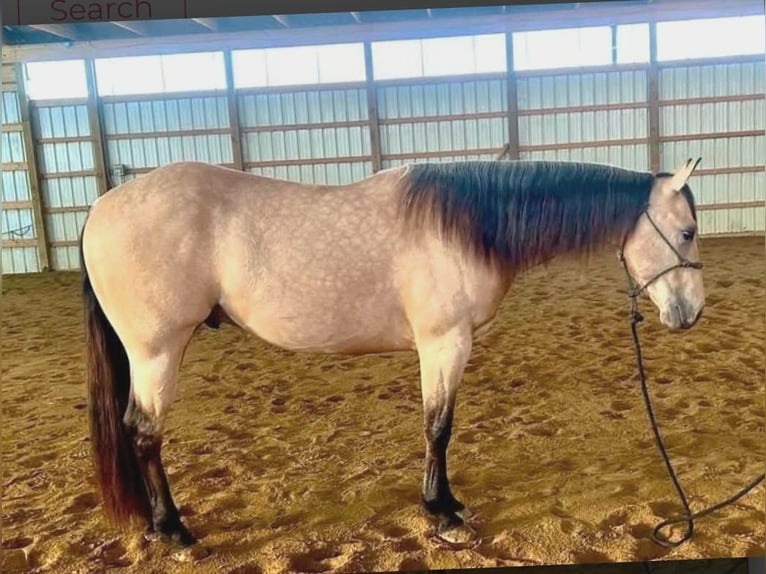 American Quarter Horse Wallach 5 Jahre 150 cm Buckskin in Rebersburg