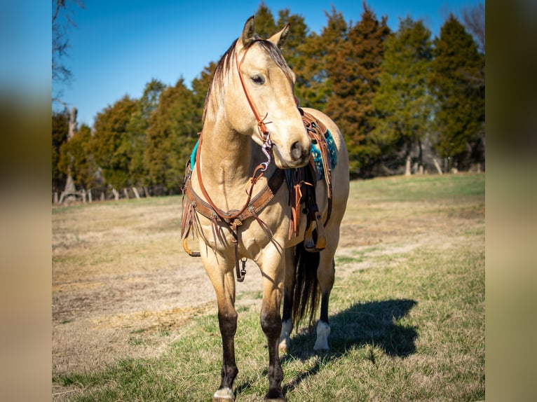 American Quarter Horse Wallach 5 Jahre 150 cm Buckskin in Greenville Ky