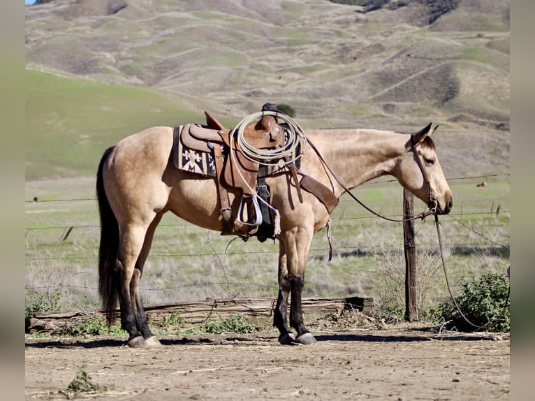 American Quarter Horse Wallach 5 Jahre 150 cm Buckskin in Paicines CA