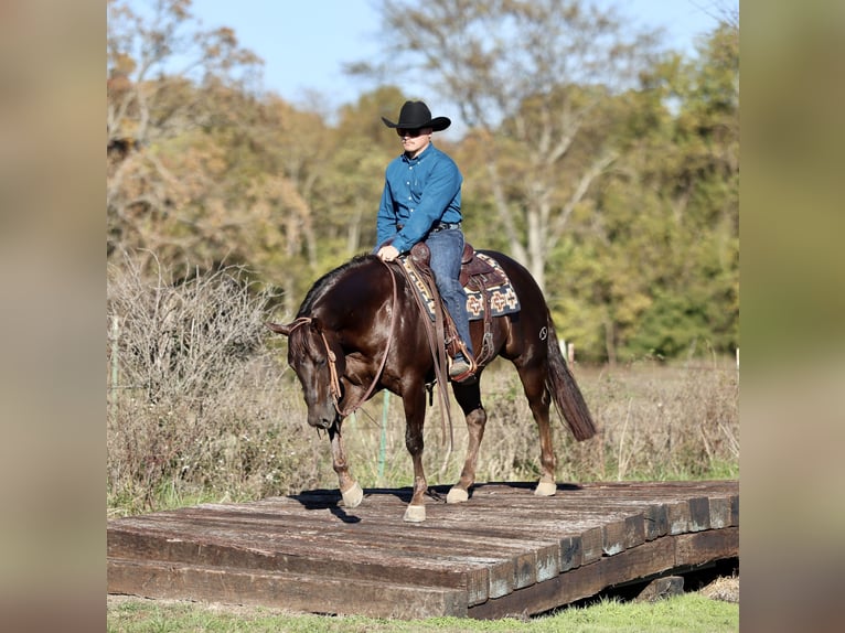 American Quarter Horse Wallach 5 Jahre 150 cm Dunkelfuchs in Buffalo