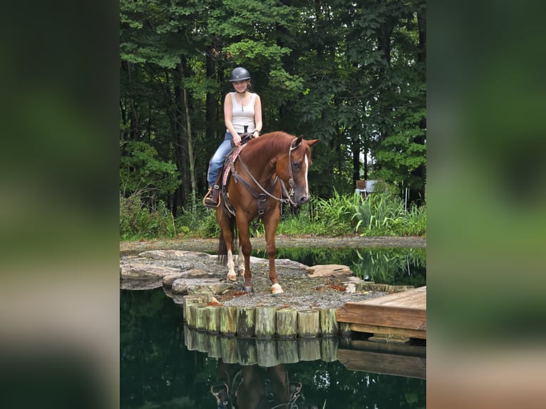 American Quarter Horse Wallach 5 Jahre 150 cm Dunkelfuchs in Dallas PA