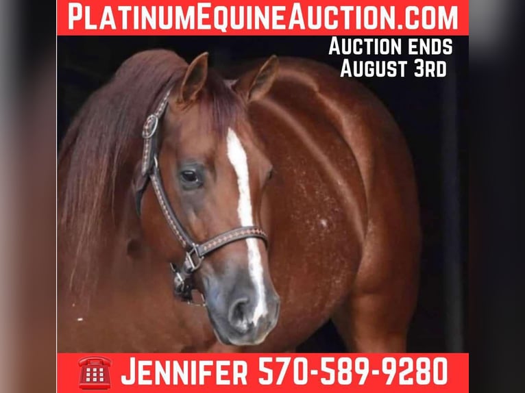 American Quarter Horse Wallach 5 Jahre 150 cm Dunkelfuchs in Dallas PA