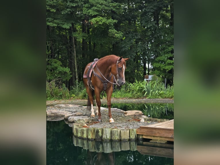 American Quarter Horse Wallach 5 Jahre 150 cm Dunkelfuchs in Dallas PA