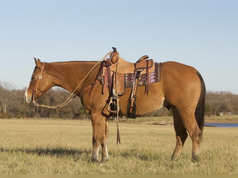 American Quarter Horse Wallach 5 Jahre 150 cm Falbe in Buffalo