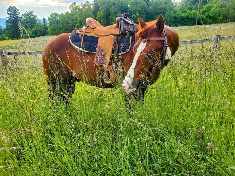 American Quarter Horse Mix Wallach 5 Jahre 150 cm Fuchs in Gunterswilen