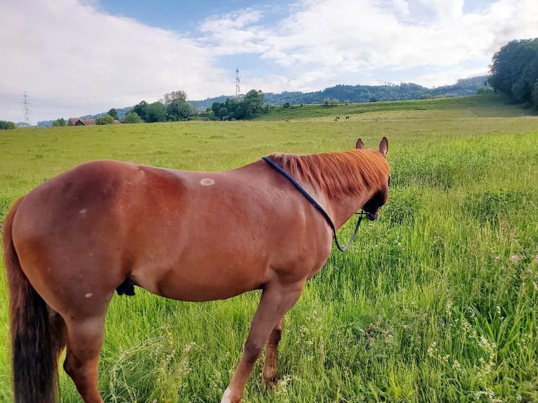 American Quarter Horse Mix Wallach 5 Jahre 150 cm Fuchs in Gunterswilen