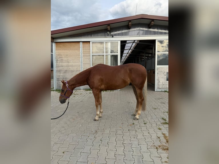American Quarter Horse Wallach 5 Jahre 150 cm Fuchs in Vilseck