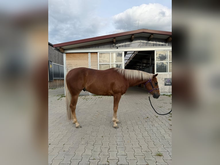 American Quarter Horse Wallach 5 Jahre 150 cm Fuchs in Vilseck