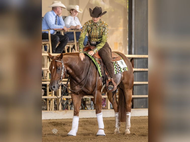American Quarter Horse Wallach 5 Jahre 150 cm Fuchs in Duingen