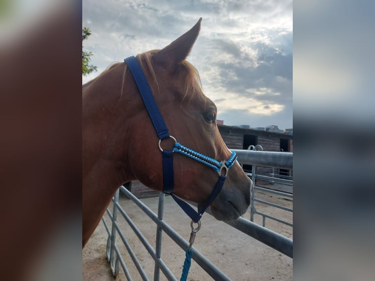 American Quarter Horse Wallach 5 Jahre 150 cm Fuchs in Gerasdorf