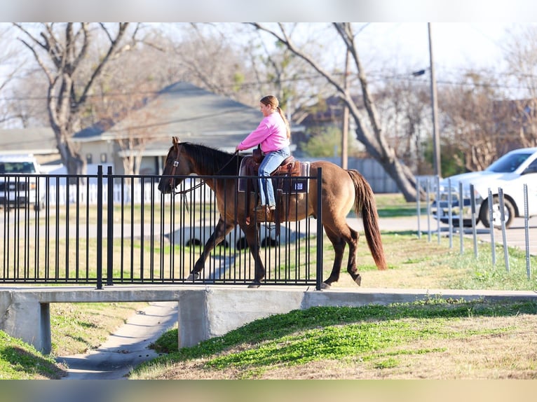 American Quarter Horse Wallach 5 Jahre 150 cm Grullo in Forney