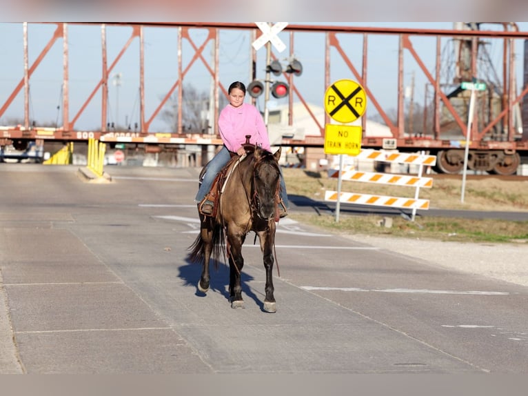 American Quarter Horse Wallach 5 Jahre 150 cm Grullo in Forney