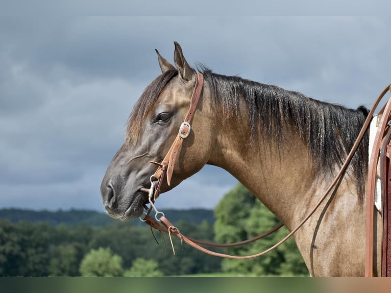American Quarter Horse Wallach 5 Jahre 150 cm Grullo in Crab Orchard, KY