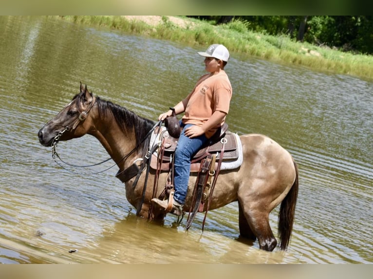 American Quarter Horse Wallach 5 Jahre 150 cm Grullo in Crab Orchard, KY