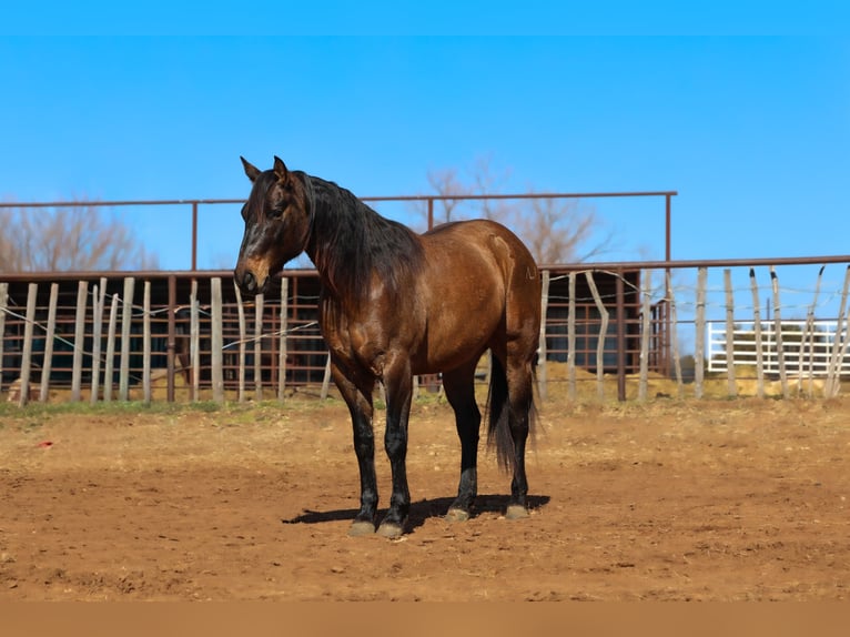 American Quarter Horse Wallach 5 Jahre 150 cm Grullo in Ripley