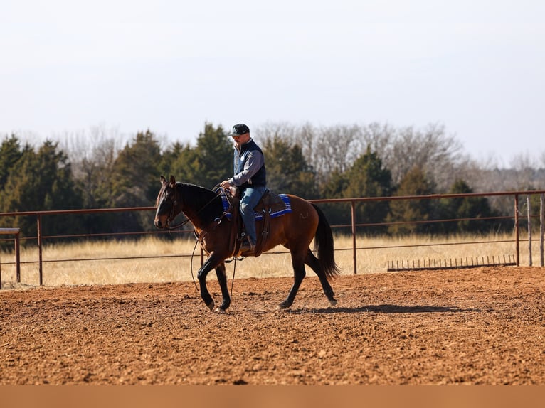 American Quarter Horse Wallach 5 Jahre 150 cm Grullo in Ripley