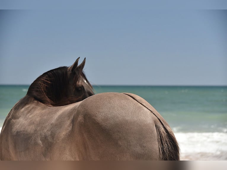 American Quarter Horse Wallach 5 Jahre 150 cm Grullo in Ocala, FL