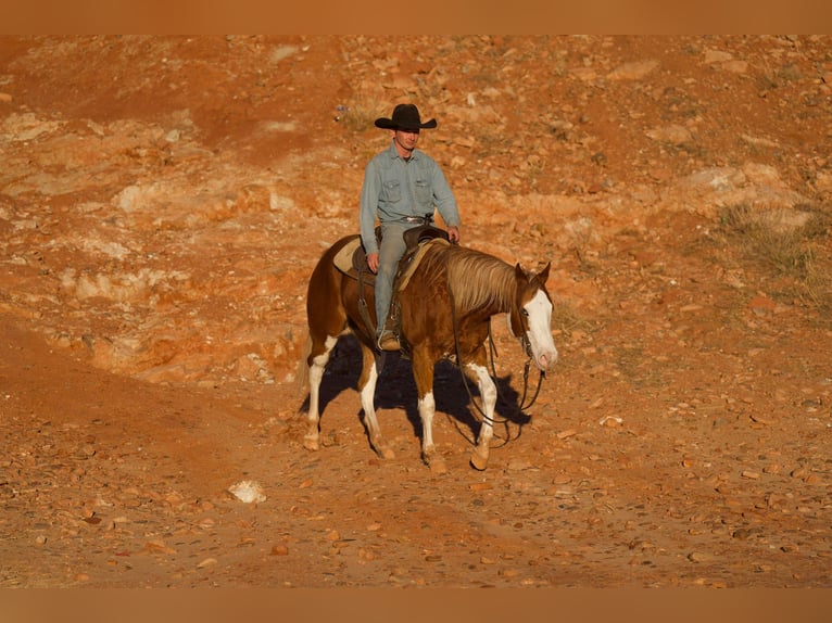 American Quarter Horse Wallach 5 Jahre 150 cm Overo-alle-Farben in Sweet Springs MO