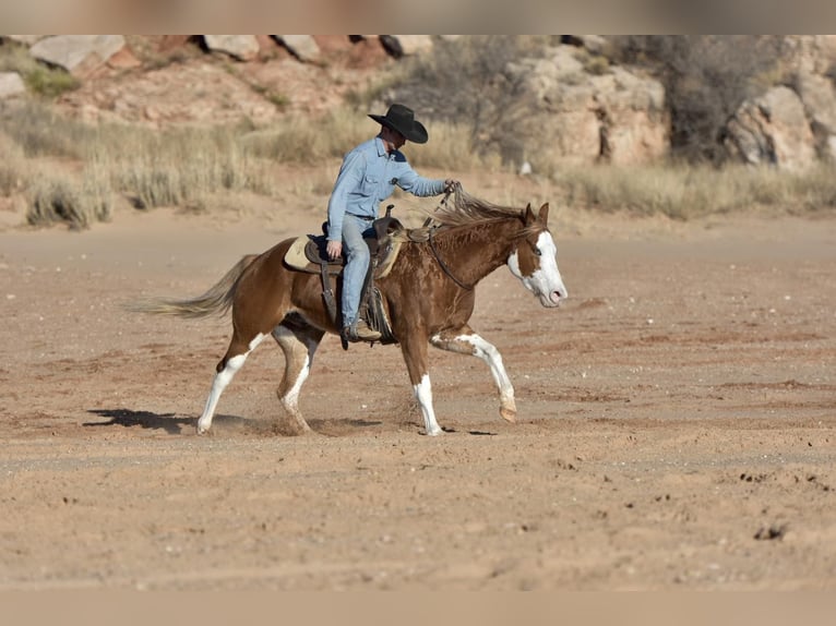 American Quarter Horse Wallach 5 Jahre 150 cm Overo-alle-Farben in Sweet Springs MO