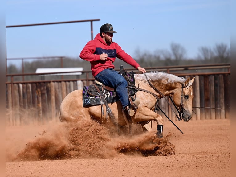 American Quarter Horse Wallach 5 Jahre 150 cm Palomino in Waco