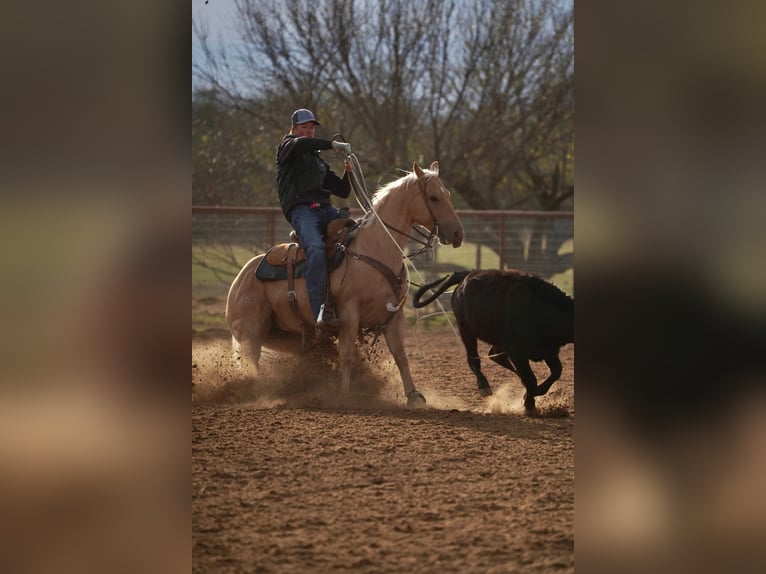 American Quarter Horse Wallach 5 Jahre 150 cm Palomino in Waco