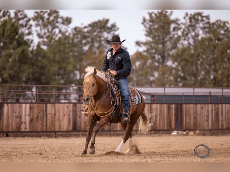 American Quarter Horse Wallach 5 Jahre 150 cm Palomino in Canistota, SD