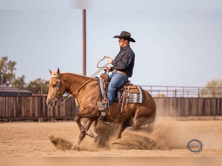 American Quarter Horse Wallach 5 Jahre 150 cm Palomino in Canistota, SD