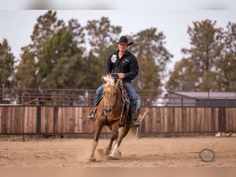 American Quarter Horse Wallach 5 Jahre 150 cm Palomino in Canistota, SD
