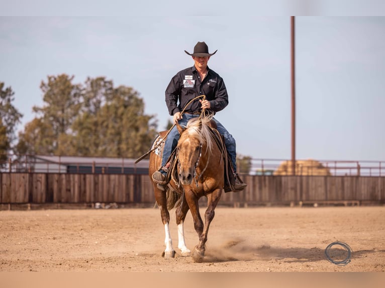 American Quarter Horse Wallach 5 Jahre 150 cm Palomino in Canistota, SD
