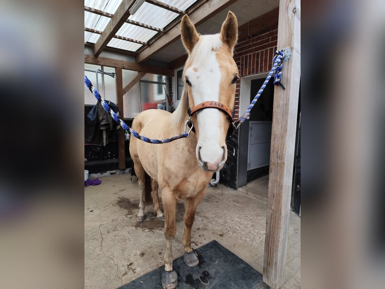 American Quarter Horse Wallach 5 Jahre 150 cm Palomino in Stade