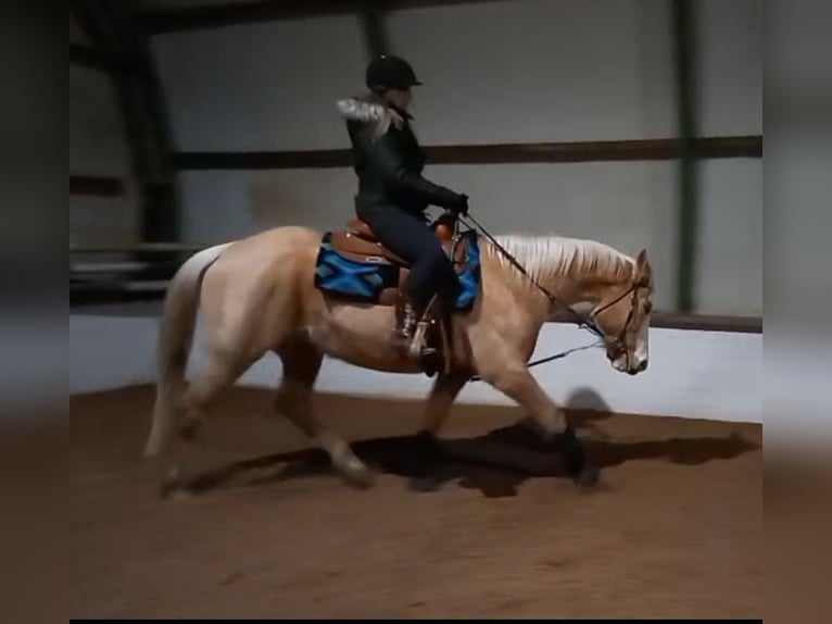 American Quarter Horse Wallach 5 Jahre 150 cm Palomino in Stade