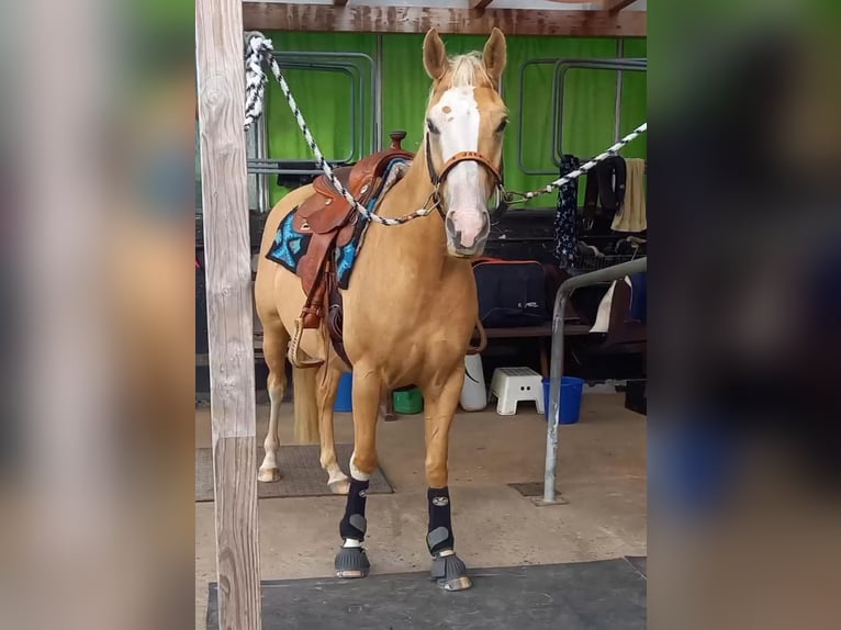 American Quarter Horse Wallach 5 Jahre 150 cm Palomino in Stade