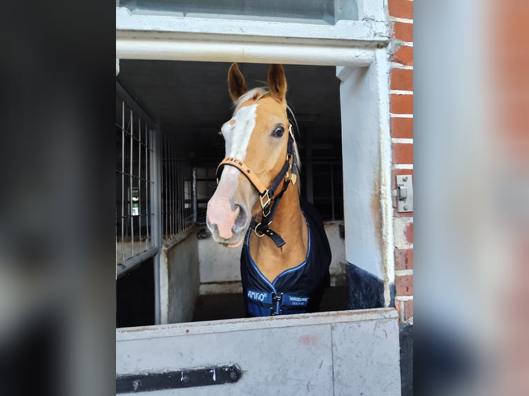 American Quarter Horse Wallach 5 Jahre 150 cm Palomino in Stade
