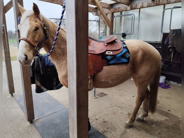 American Quarter Horse Wallach 5 Jahre 150 cm Palomino in Stade
