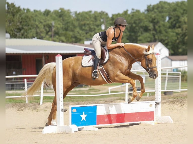 American Quarter Horse Wallach 5 Jahre 150 cm Palomino in Terrell