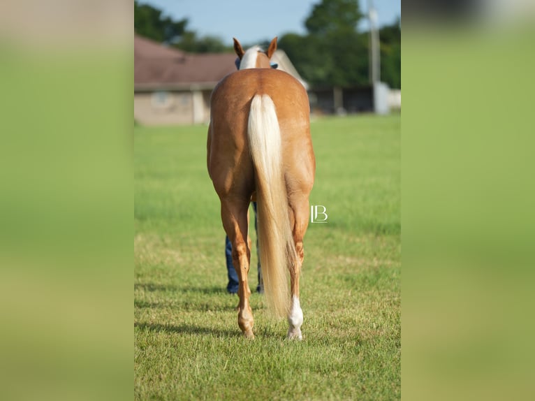 American Quarter Horse Wallach 5 Jahre 150 cm Palomino in Terrell