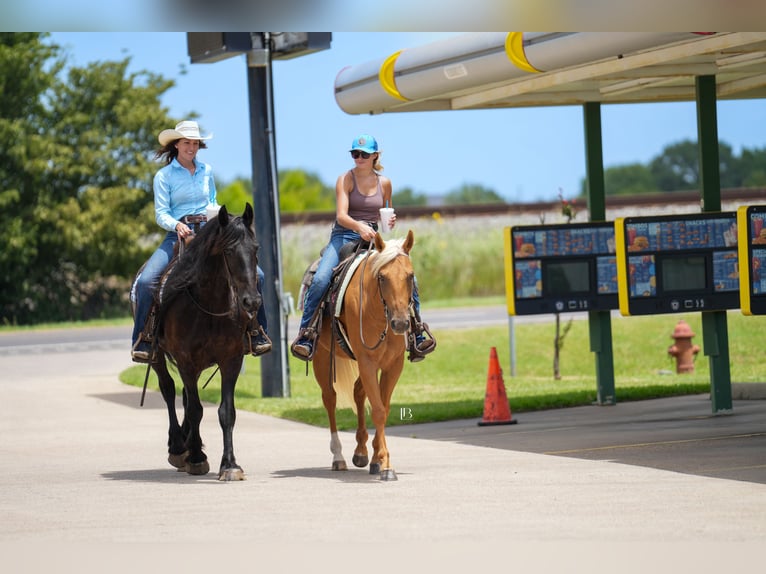 American Quarter Horse Wallach 5 Jahre 150 cm Palomino in Terrell