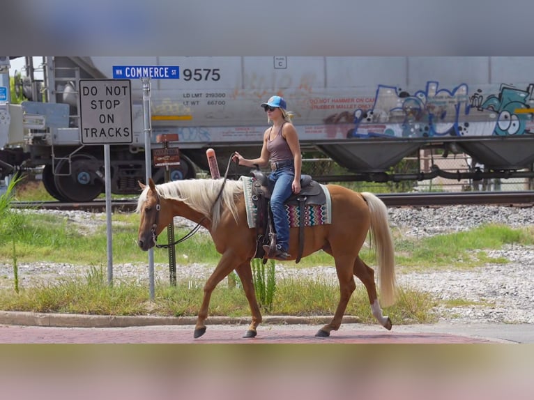 American Quarter Horse Wallach 5 Jahre 150 cm Palomino in Terrell