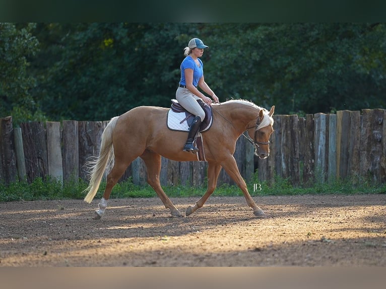American Quarter Horse Wallach 5 Jahre 150 cm Palomino in Terrell