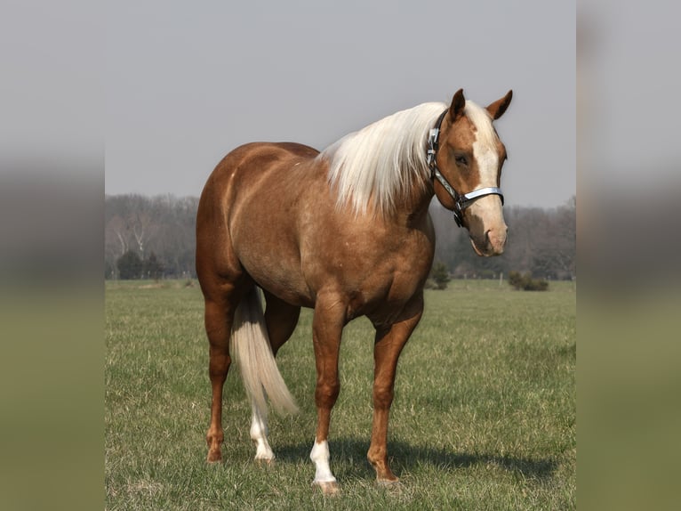 American Quarter Horse Wallach 5 Jahre 150 cm Palomino in Buffalo